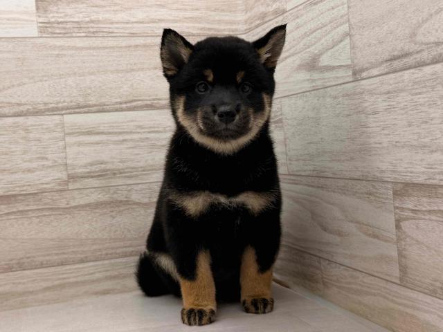 柴犬の写真4