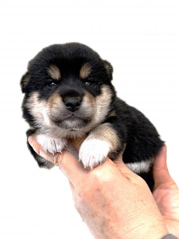 柴犬の写真4