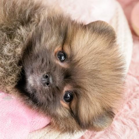 ポメラニアンの写真2