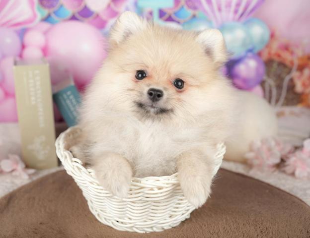 ポメラニアンの写真5