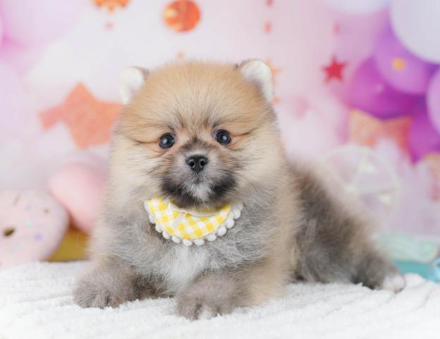 ポメラニアンの写真6