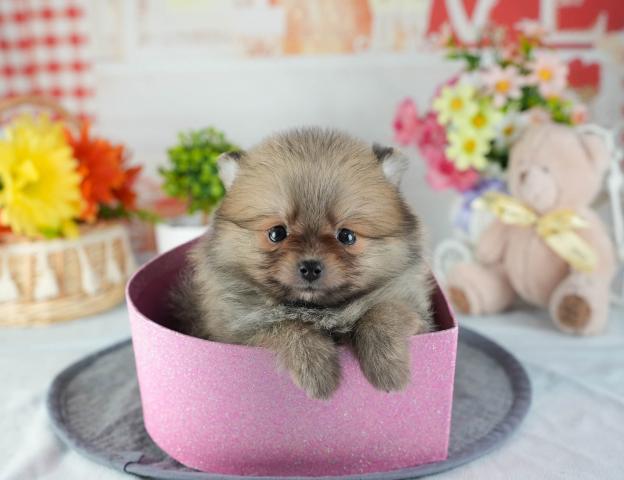 ポメラニアンの写真4