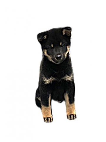 柴犬の写真3