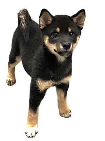柴犬の写真4