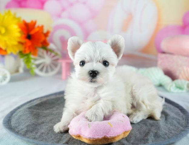 マルチーズの写真5