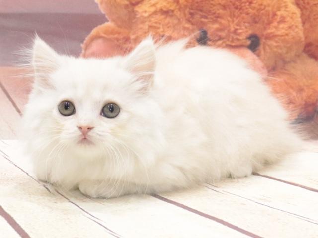 マンチカンの写真5