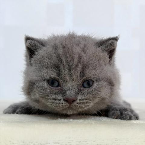 ブリティッシュショートヘア