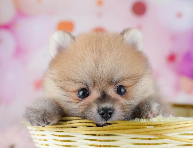 ポメラニアンの写真3