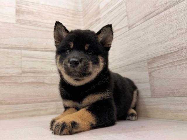 柴犬の写真2