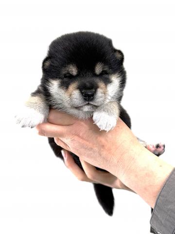 柴犬の写真5