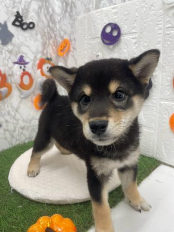 柴犬の写真2