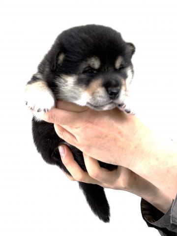 柴犬の写真3