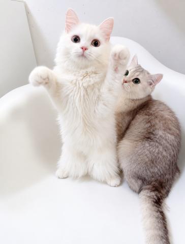 マンチカンロングヘアの写真4