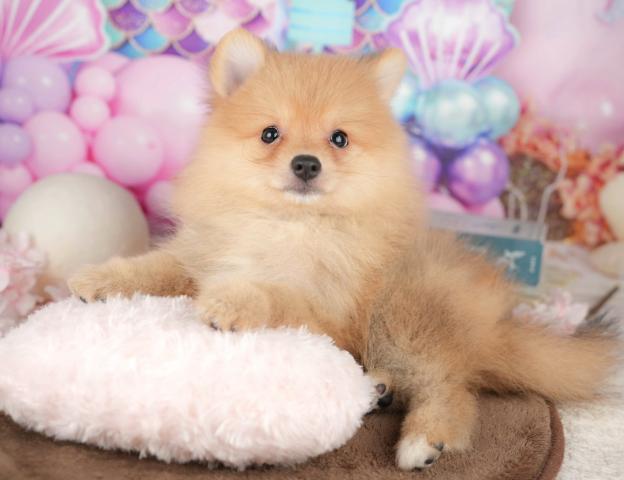 ポメラニアンの写真6