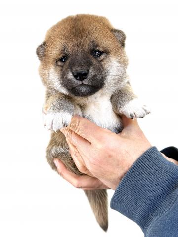 柴犬の写真6