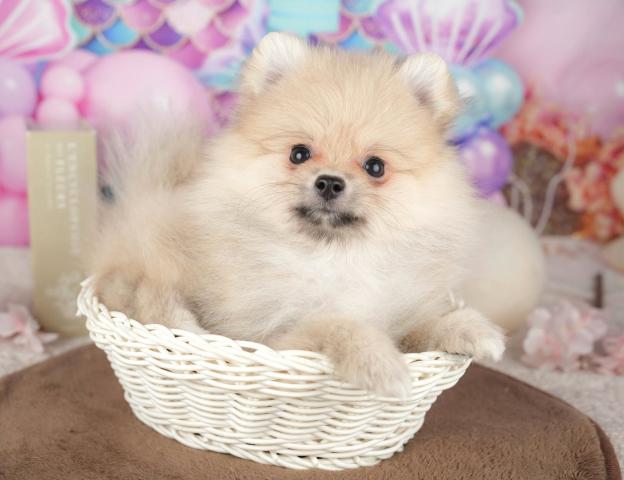 ポメラニアンの写真6