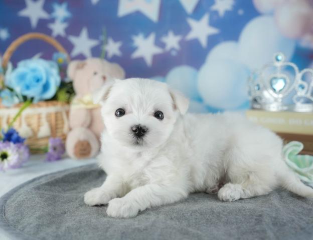 マルチーズの写真6