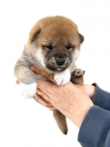 柴犬の写真2