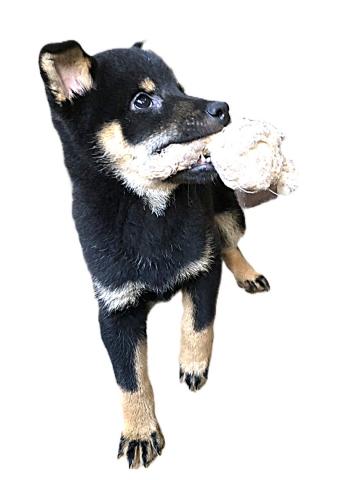 柴犬の写真2