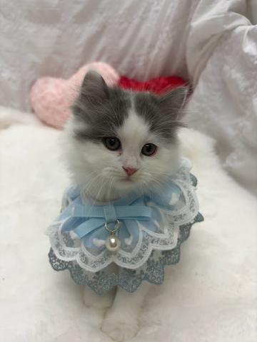 MIX（雑種）ラガマフィン×サイベリアンの写真2