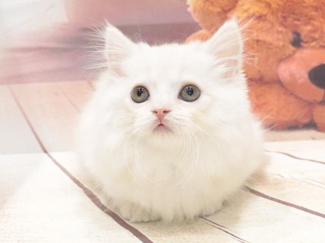 マンチカンの写真6