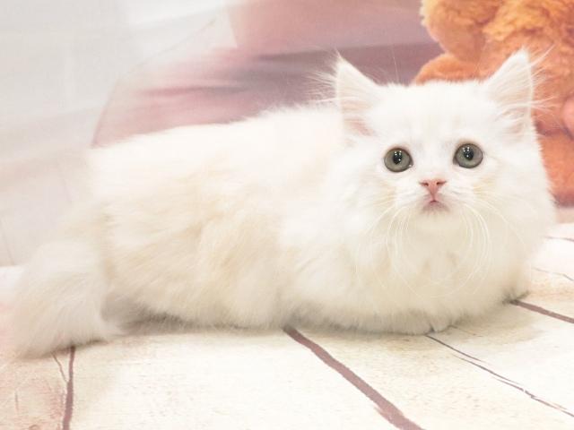 マンチカンの写真3