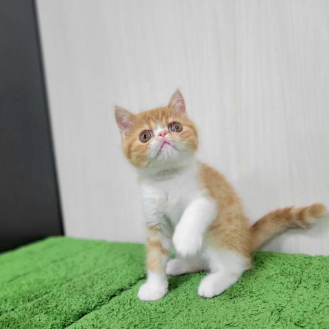 エキゾチックショートヘアーの写真5