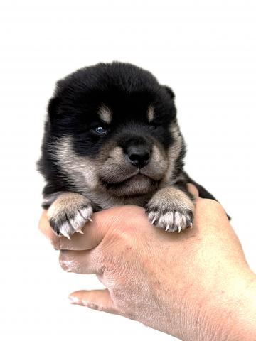 柴犬の写真5