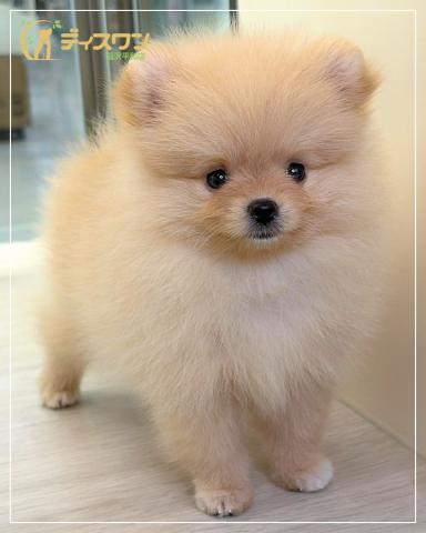 ポメラニアンの写真4