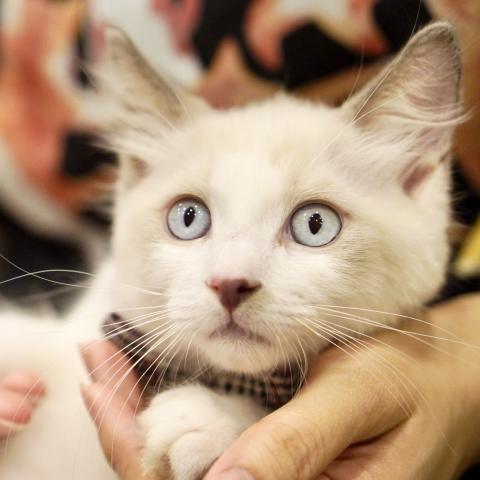 ラグドールの写真3