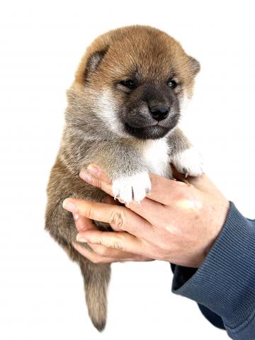 柴犬の写真2