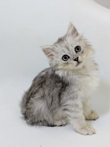 マンチカンロングヘアーシルバータビーホワイトの写真2