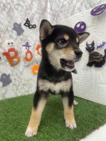 柴犬の写真4