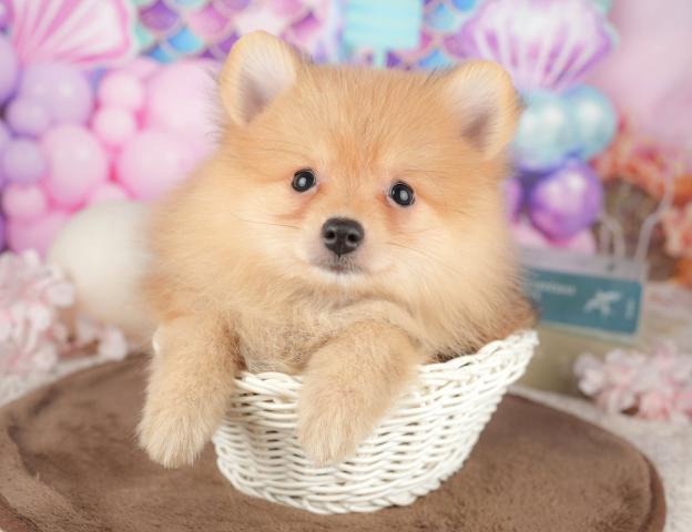 ポメラニアンの写真3