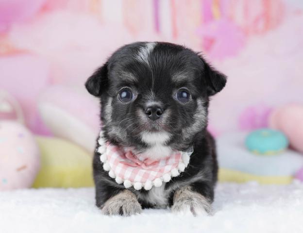 チワワ（ロングコート）チワワ(ロング)
