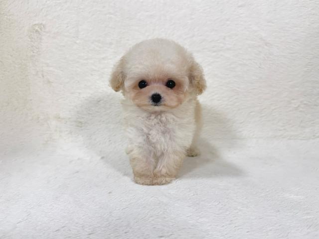 トイプードル(ティーカップサイズ)の写真2