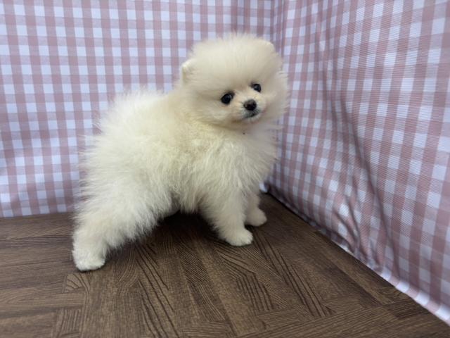 ポメラニアンの写真3