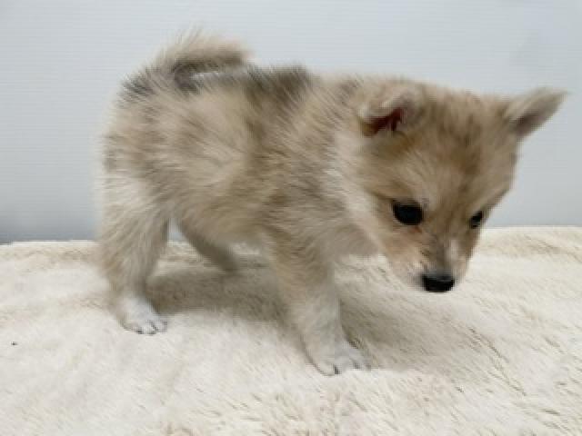 犬ハーフ(ポメラニアン×ハスキー)の写真2
