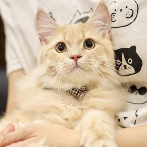 サイベリアンの写真5