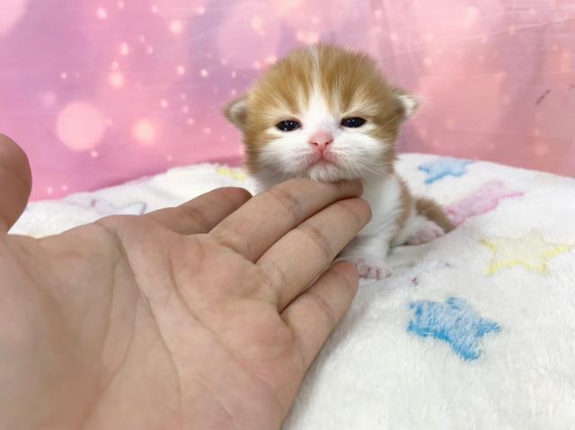 スコティッシュフォールドの写真3