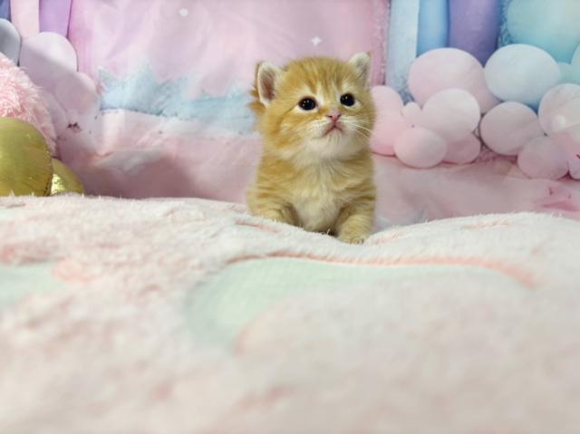 スコティッシュフォールドの写真3
