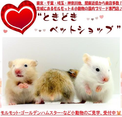 ハムスター ゴールデンハムスター(ホワイト/長毛&サテン)の写真4