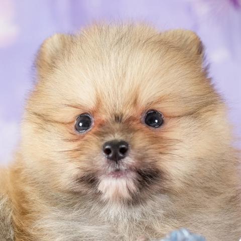ポメラニアンの写真2