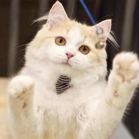 サイベリアンの写真3