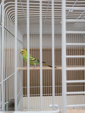 セキセイインコの写真2