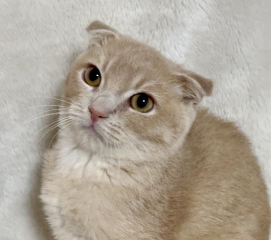 スコティッシュフォールドの写真2