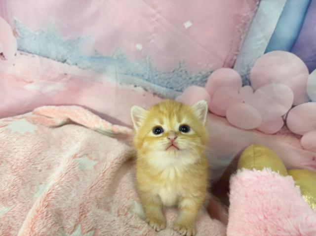 スコティッシュフォールドの写真5