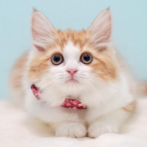 サイベリアンの写真5