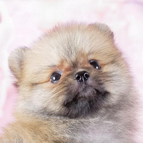 ポメラニアンの写真2