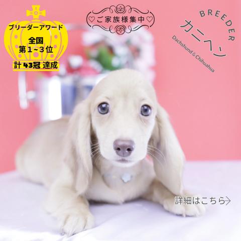 カニヘンダックスフンド ロング